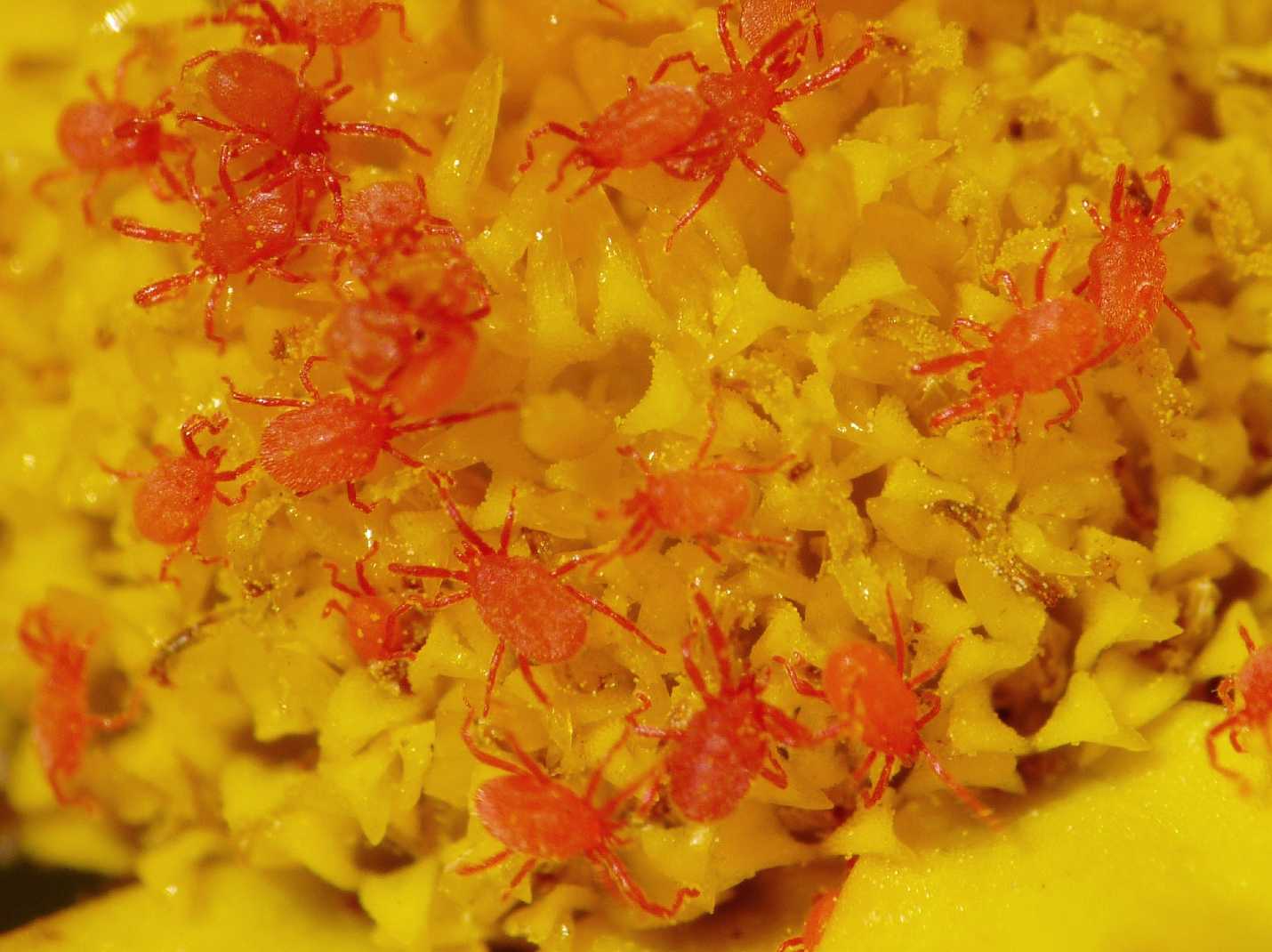 Erythraeidae